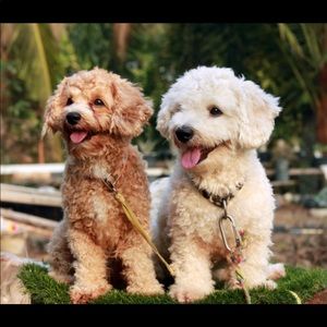 Meet your Posher, Brenda